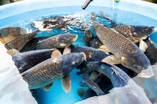 Zájem o vánoční kapry mírně klesá - Novinky